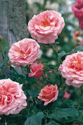 Троянда плетиста ‘Алоха’|Rosa climber Aloha|Роза плетистая ‘Алоха’